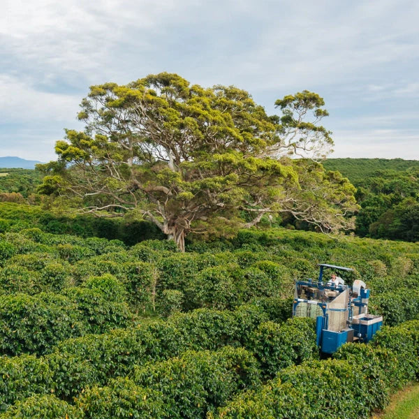 Is Australian Coffee Good Quality?