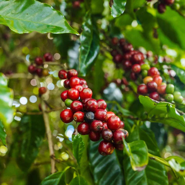 The Best Decaf Coffee In Australia