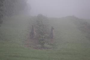 Misty plantation & wallabies