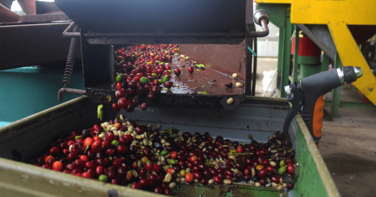 Local coffee is rare Zentvelds Australian Coffee