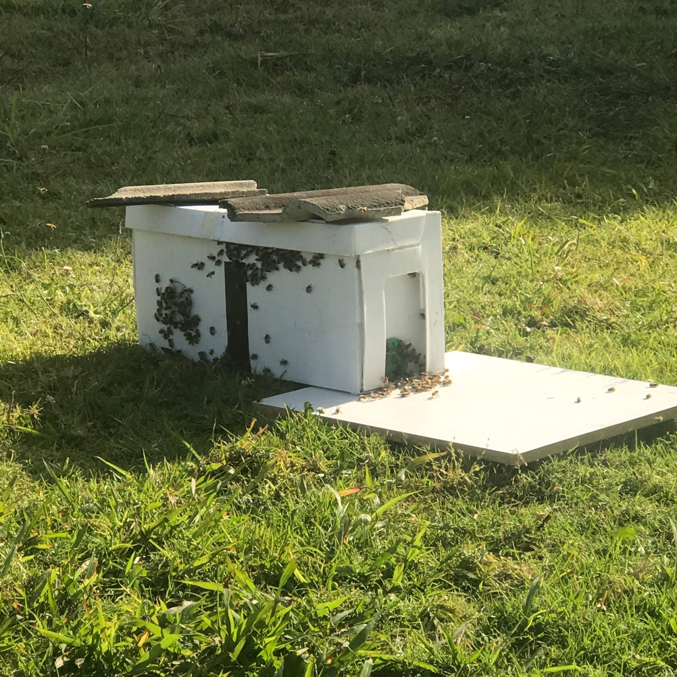 bee box | Zentvelds Australian Coffee