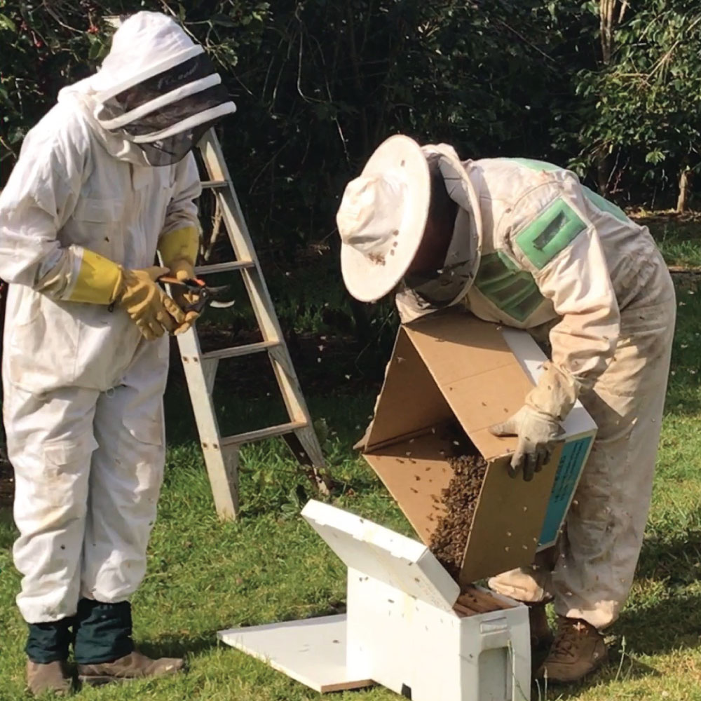 bees-in-box