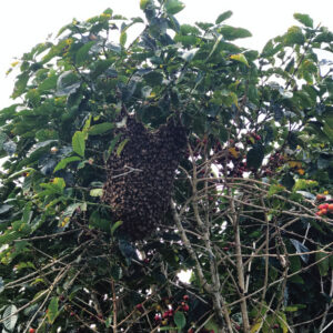 bees-in-trees