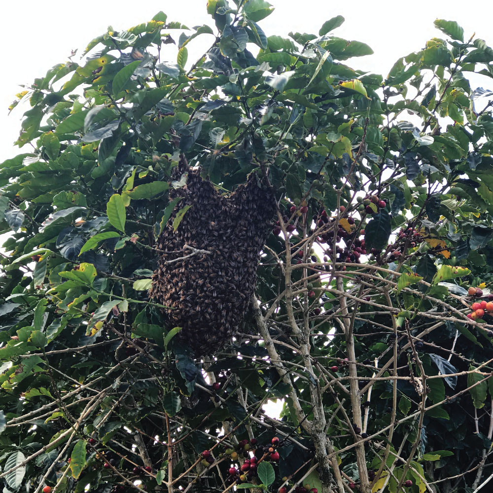 bees-in-trees