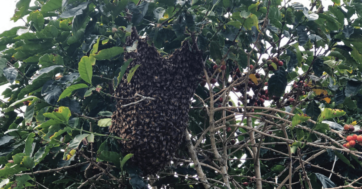 Bees Hive