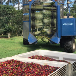 fresh ripe coffee in the field bins at Zentvelds coffee plantation