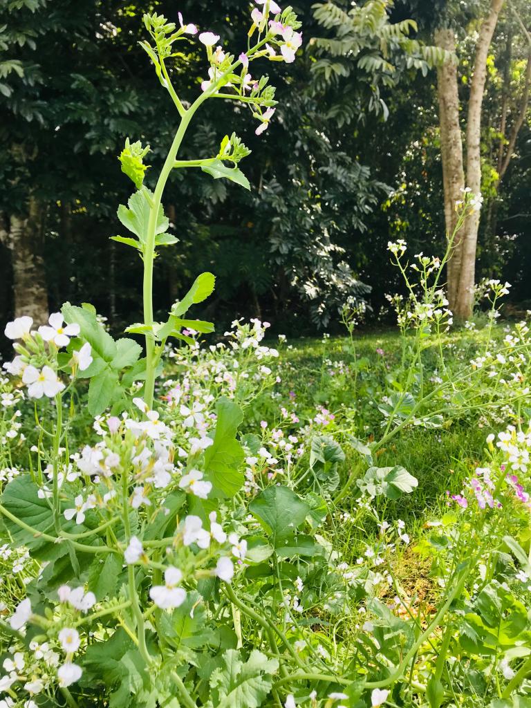 cover crops and regenerative agriculture plantings at Zentveld's coffee plantation.