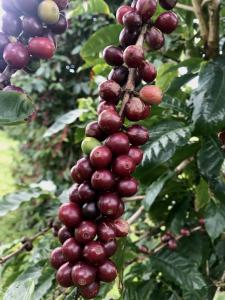 super ripe coffee fruit at Zentvelds