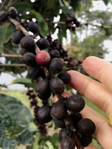 Naturals - tree dried coffee fruit