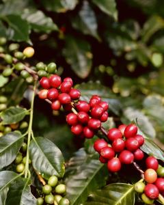 ripe coffee fruit
