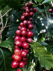 perfect ripe coffee fruit