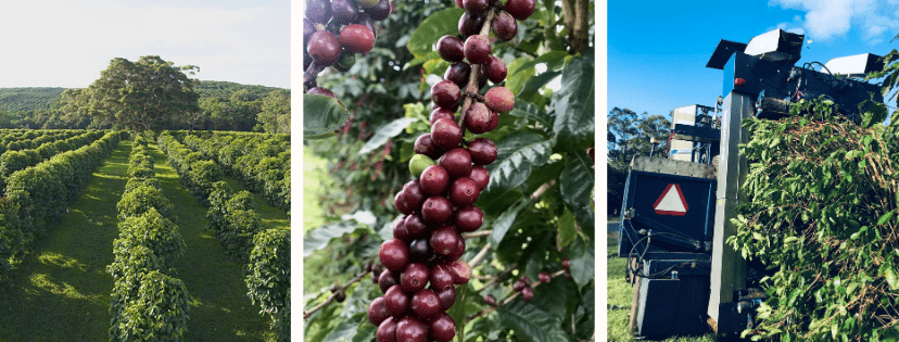 Zentvelds ripe fruit turning naturals