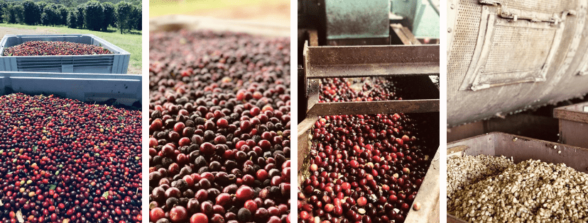 ripe coffee fruit in the tray