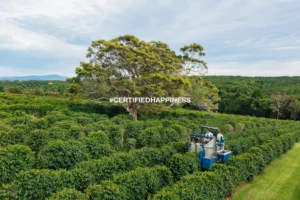 A Byron Bay Coffee Farm