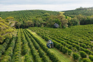 100% Australian Grown Coffee. Aerial view of Zentveld's Coffee farm showing harvester driving down the roads of coffee.