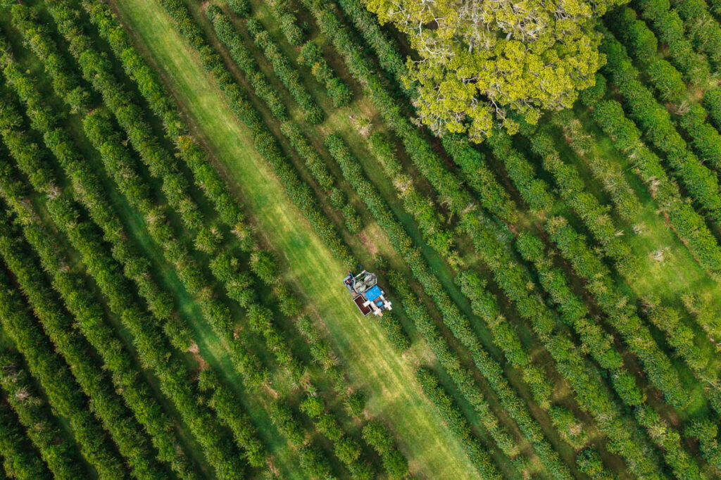 lower caffeine coffee birds eye view of the coffee harvester driving over the rows of coffee trees