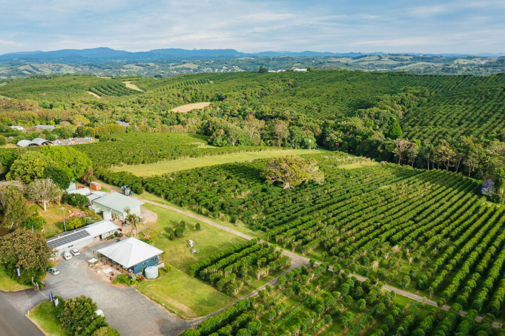 aerial photo of zentvelds australian grown coffee farm with green trees and rolling hills as far as the eye can see