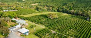 aerial photo of zentvelds australian grown coffee farm with green trees and rolling hills as far as the eye can see