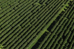 Zentveld's Australian Coffee aerial view