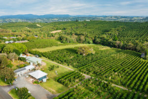 aerial view of zentveld's coffee farm and roastery. coffee trees and water and houses