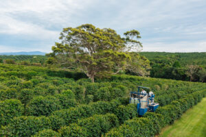 aerial view of coffee harvesting. A coffee harvester machine driving over coffee trees