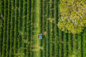 aerial view of coffee harvester driving over coffee trees