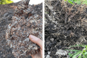 Zentvelds Funghi and microbial life through compost