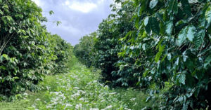 Zentvelds Coffee farm with cover crop