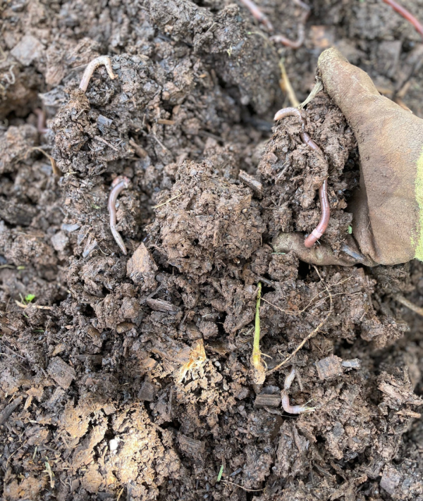 Worms on compost pile Zentvelds Coffee Farm Zentvelds Australian Coffee