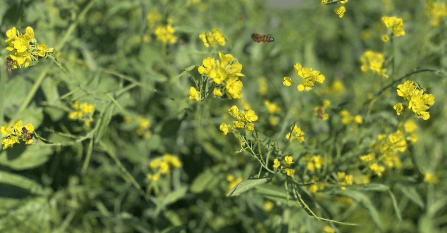 photo showing bees pollinating cover crop plantings.