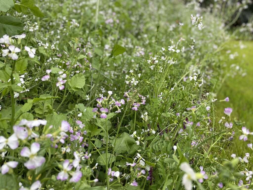 photo showing bees pollinating cover crop plantings.