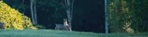 wallabies in our coffee farm