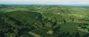aerial view of coffee farm and cape Byron