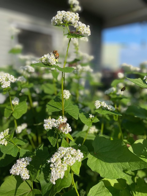 close up of buckwheat and  bees are attracted as we plant Covercrops for soil health and pollinators.