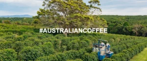 Byron Bay Coffee Farm