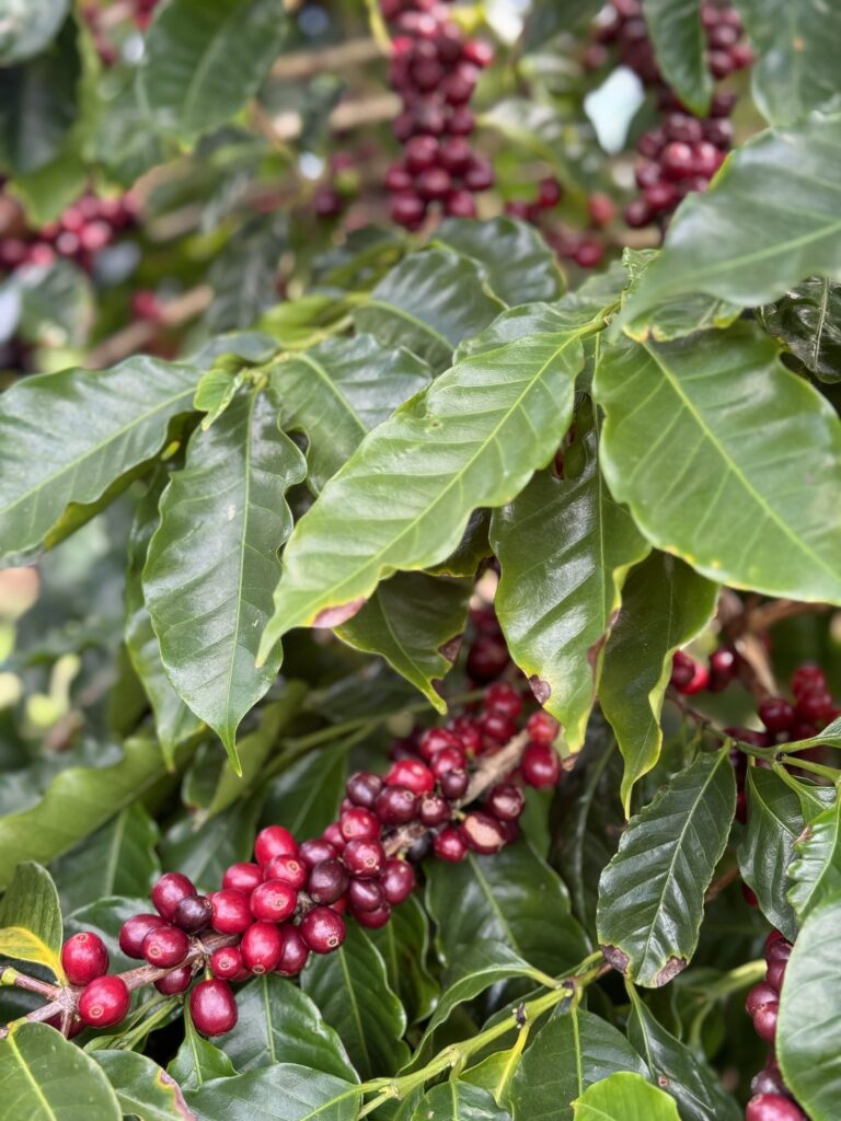 Spring Harvest Time 2023 Zentvelds Australian Coffee