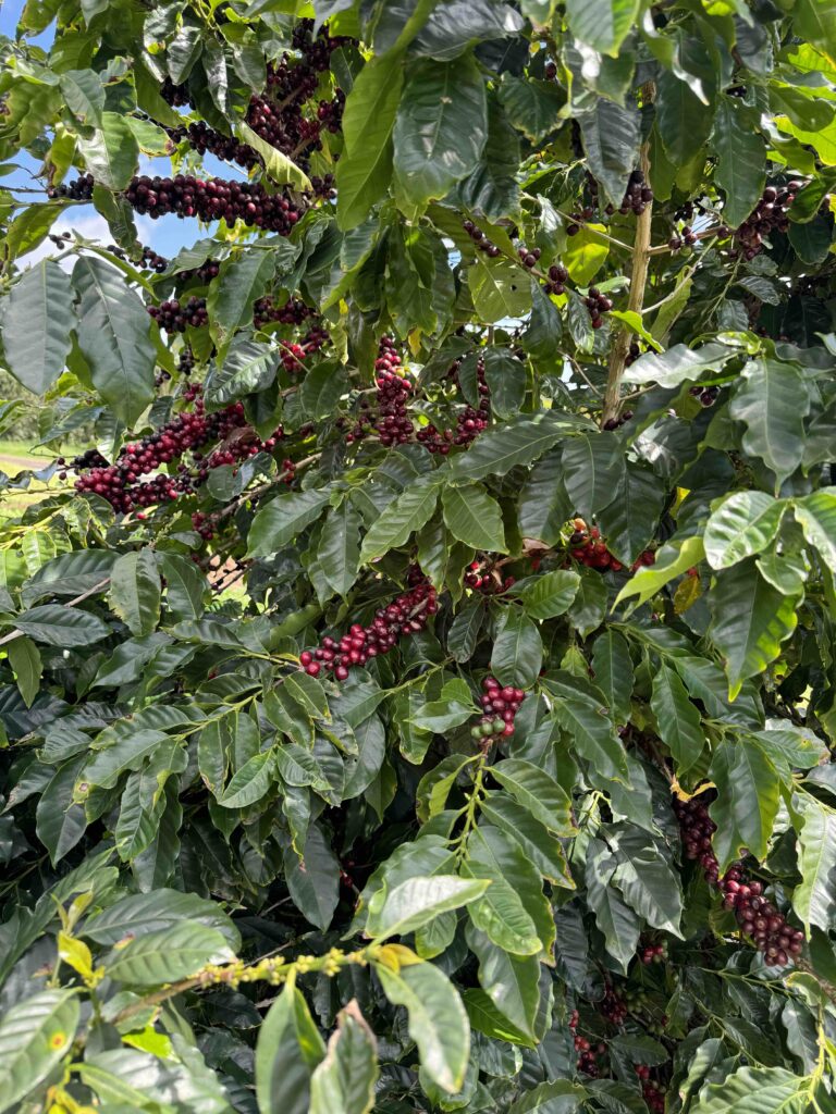 Spring Harvest Time 2023 Zentvelds Australian Coffee