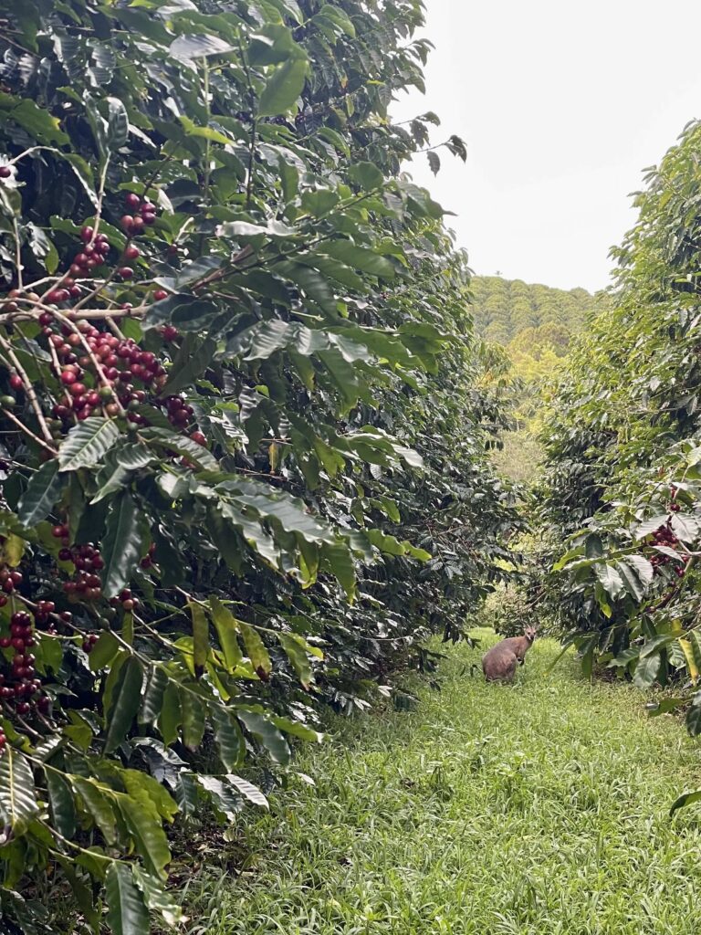 Australian Coffee Harvest 2023